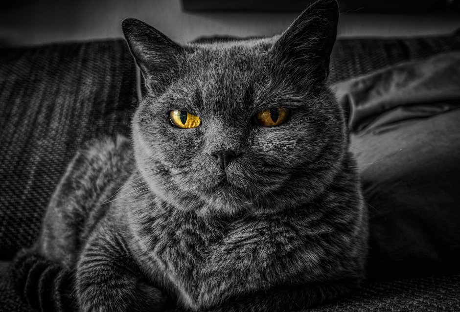 Обои с котиками