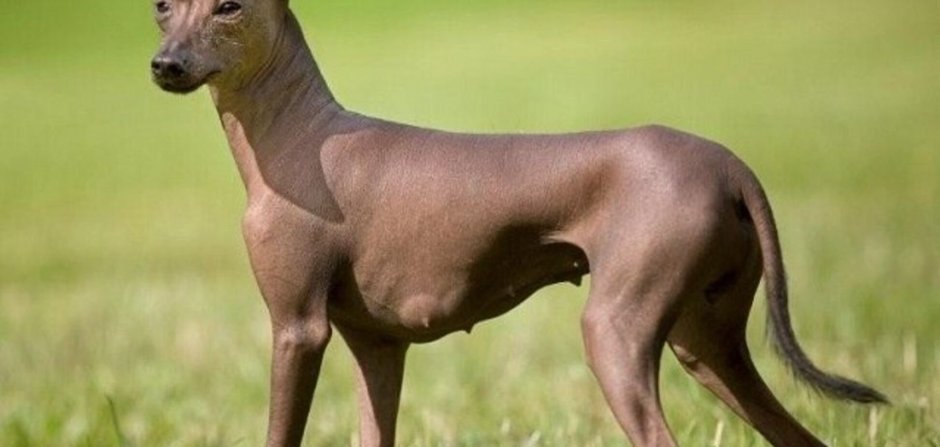 Китайская хохлатая собака жирная