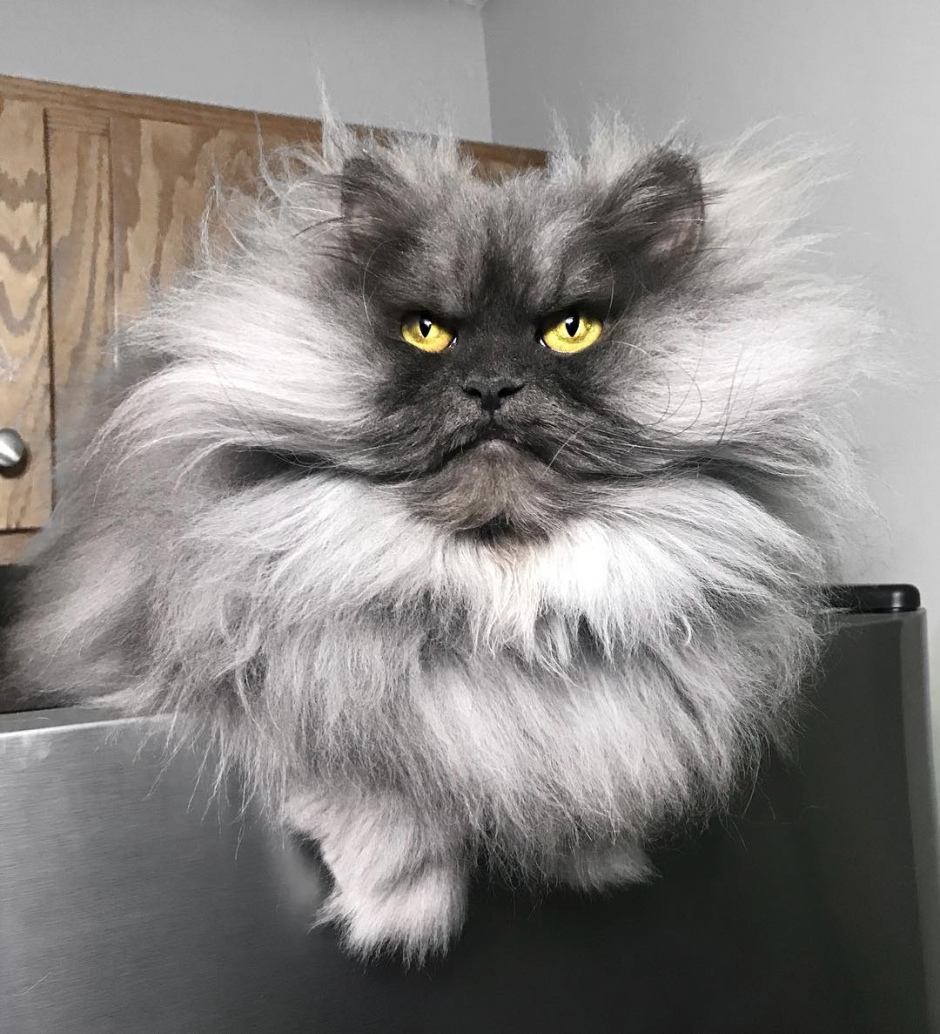 Кот Джуно