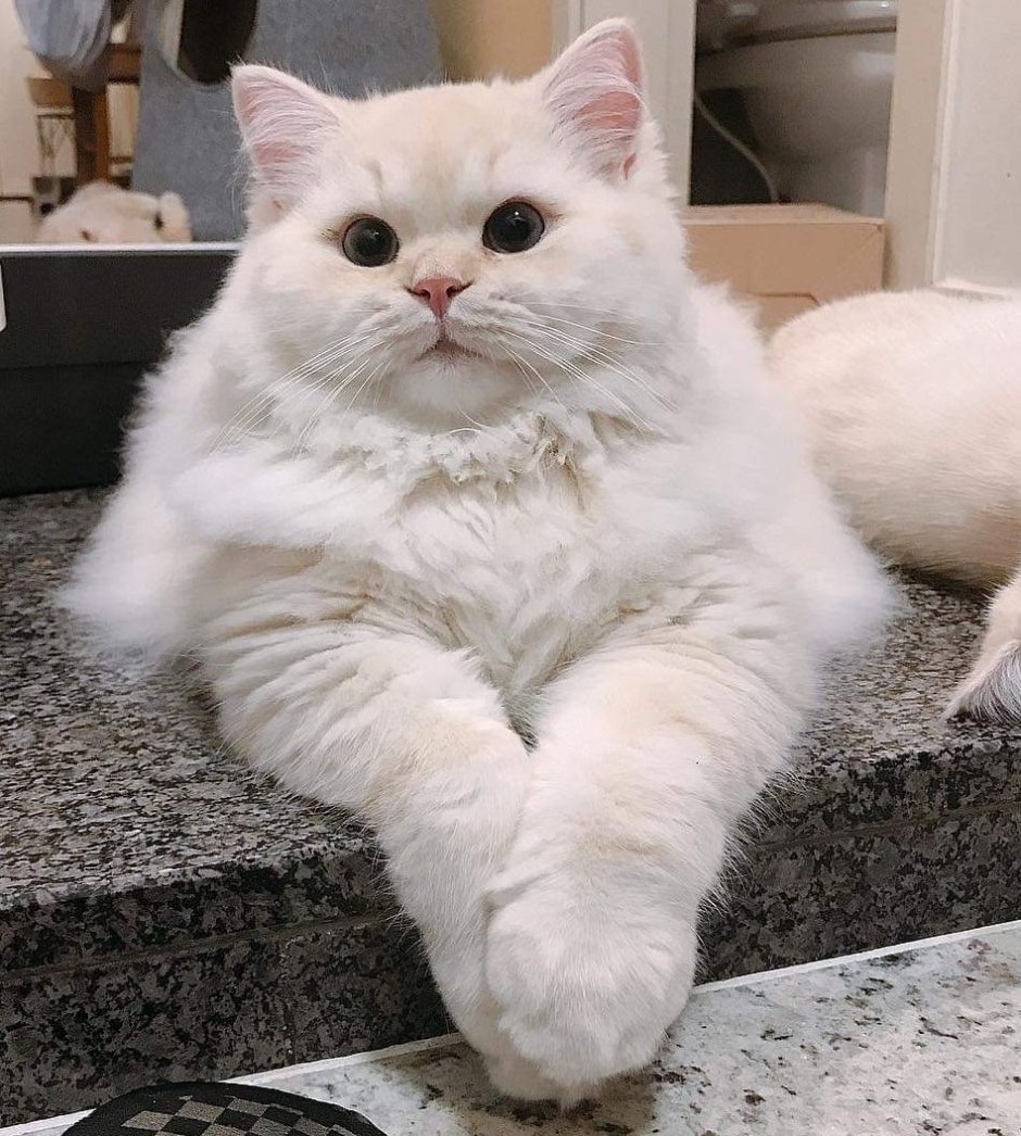 Толстый белый кот