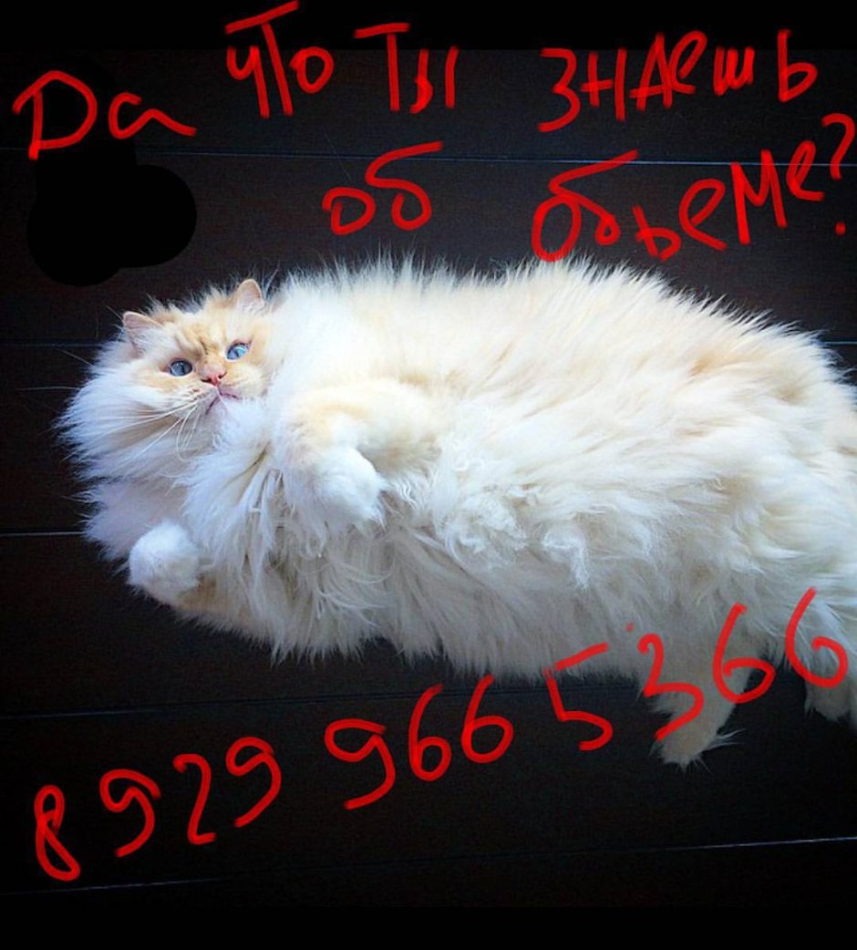 Толстый пушистый кот