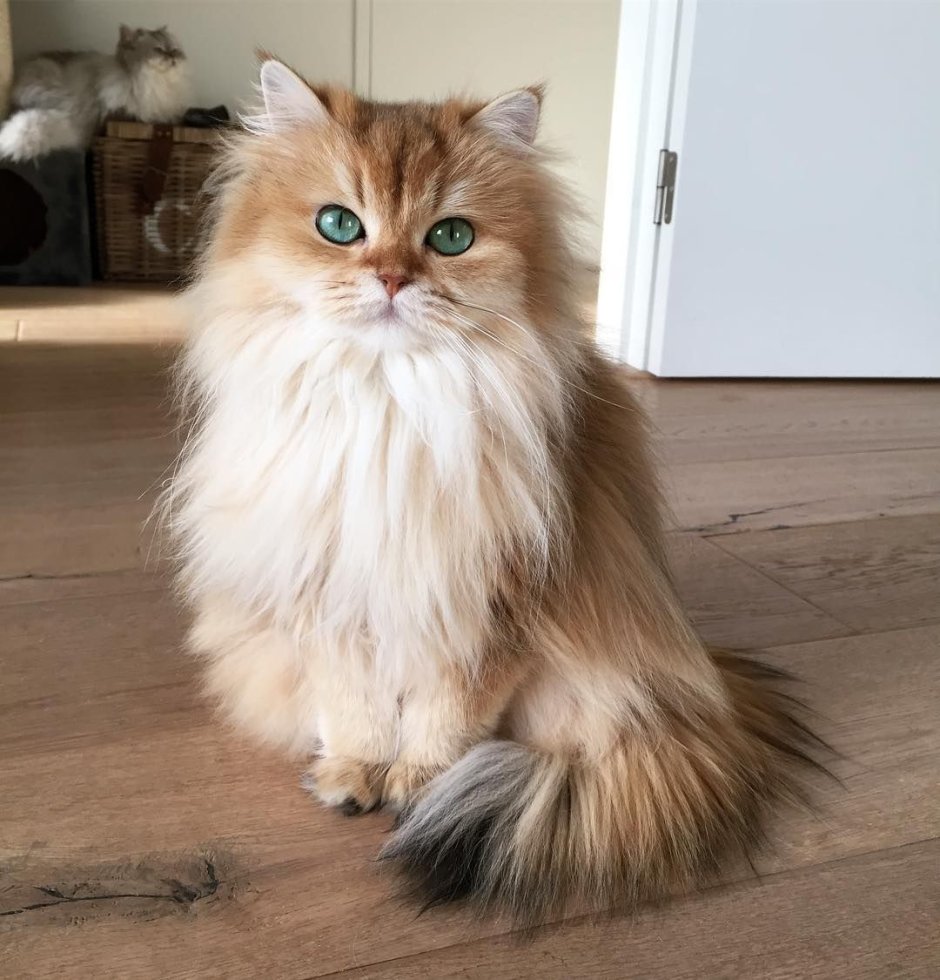 Кошки декоративные пушистые