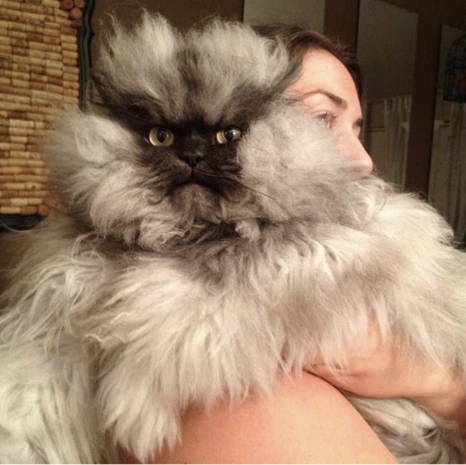 Самый злой котик в мире