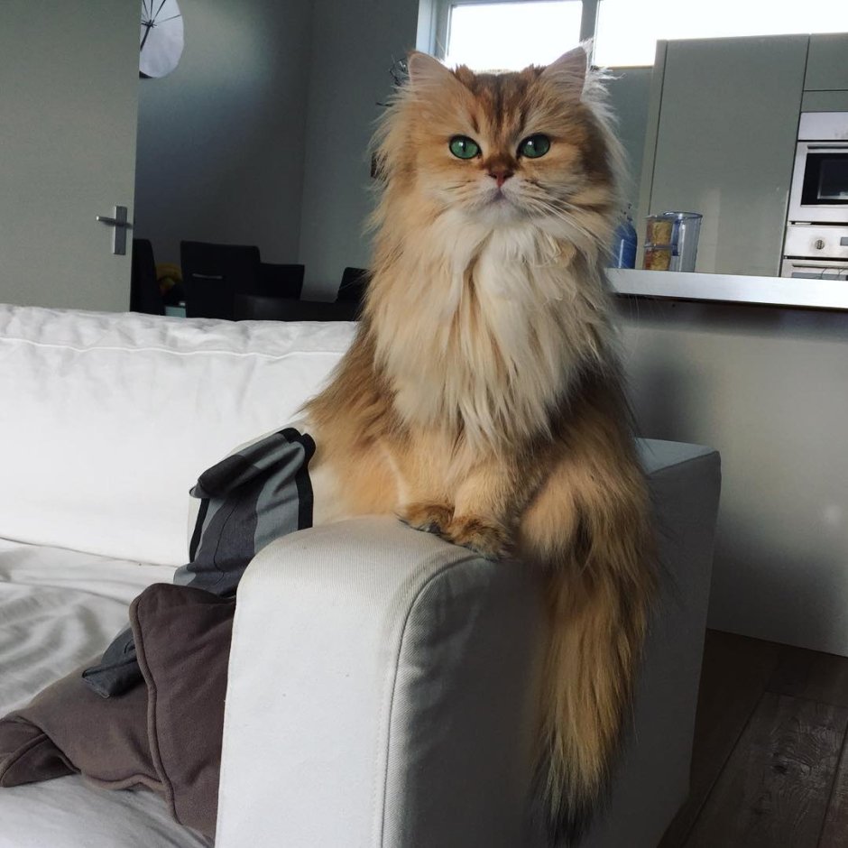 Smoothie the Cat порода