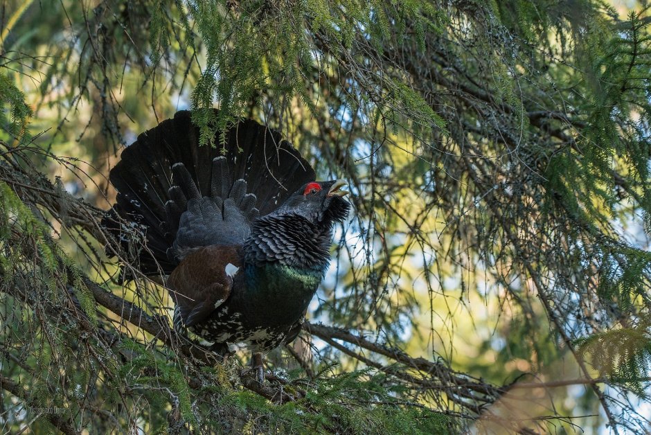 Глухарь - Capercaillie