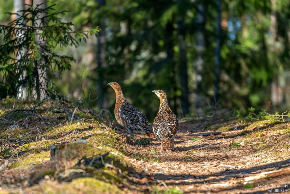 Тетерка и копалуха отличия фото и описание