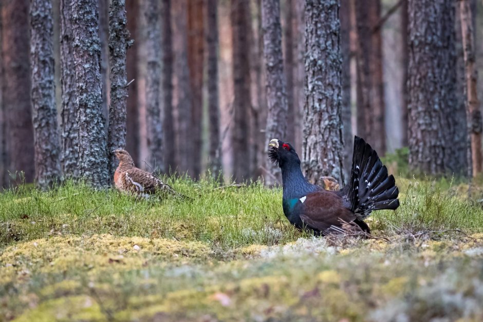 Глухарь птица самка