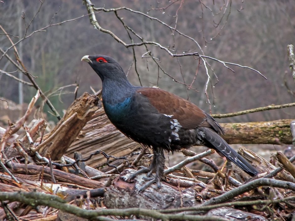 Каменный Глухарь (Tetrao parvirostris)