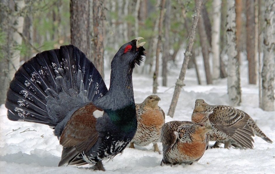 Глухарь (Tetrao urogallus)