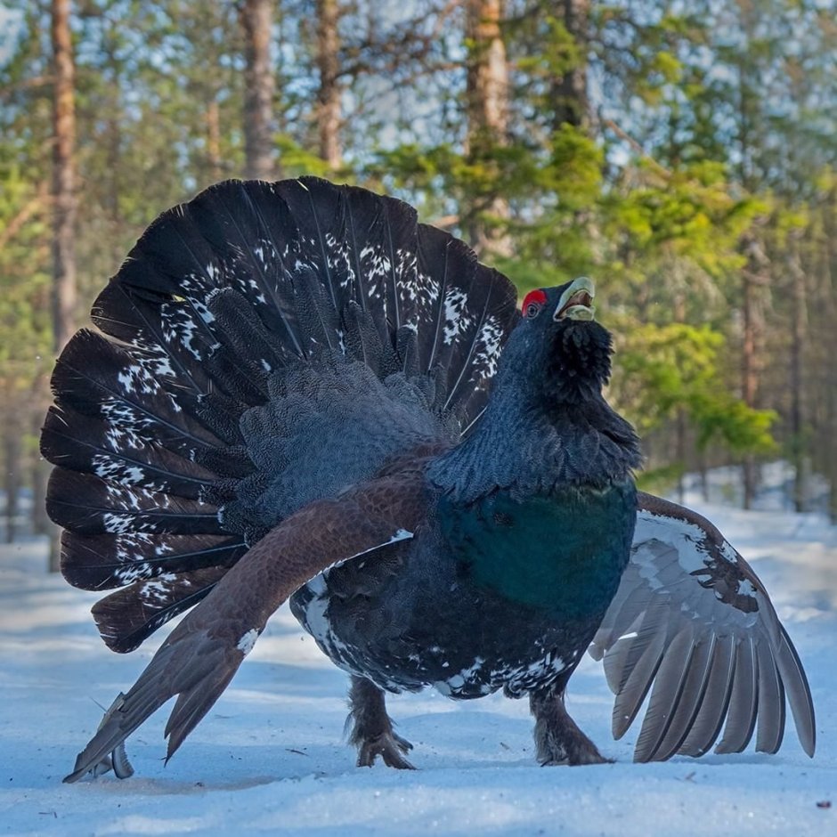 Глухарь птица самка