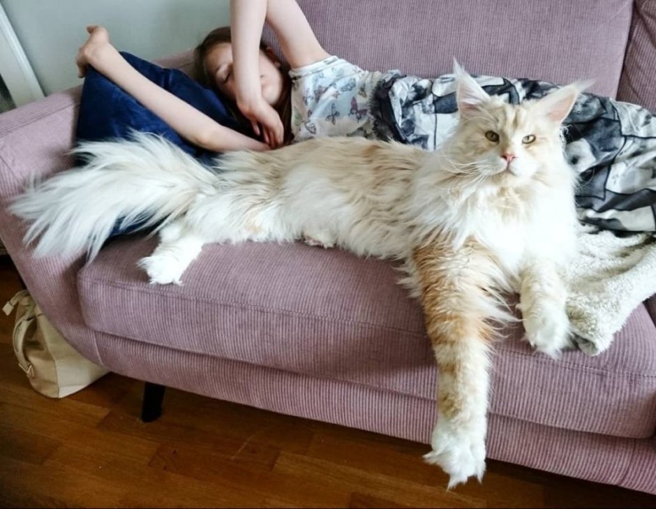 Гигантские коты Мейн кун