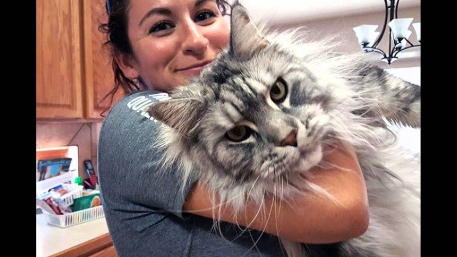 Коты Маккуин