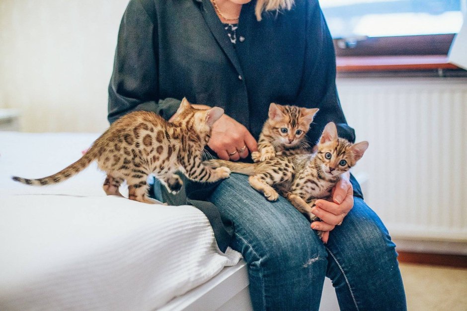 Котята породы Ашера