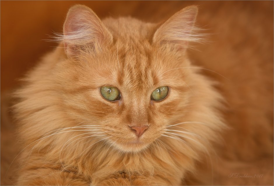 Рыжий длинношерстный Сибирский кот