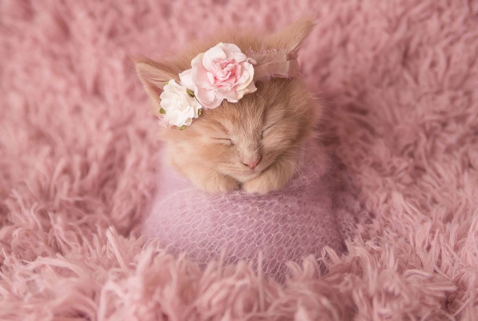 Миленькие котята