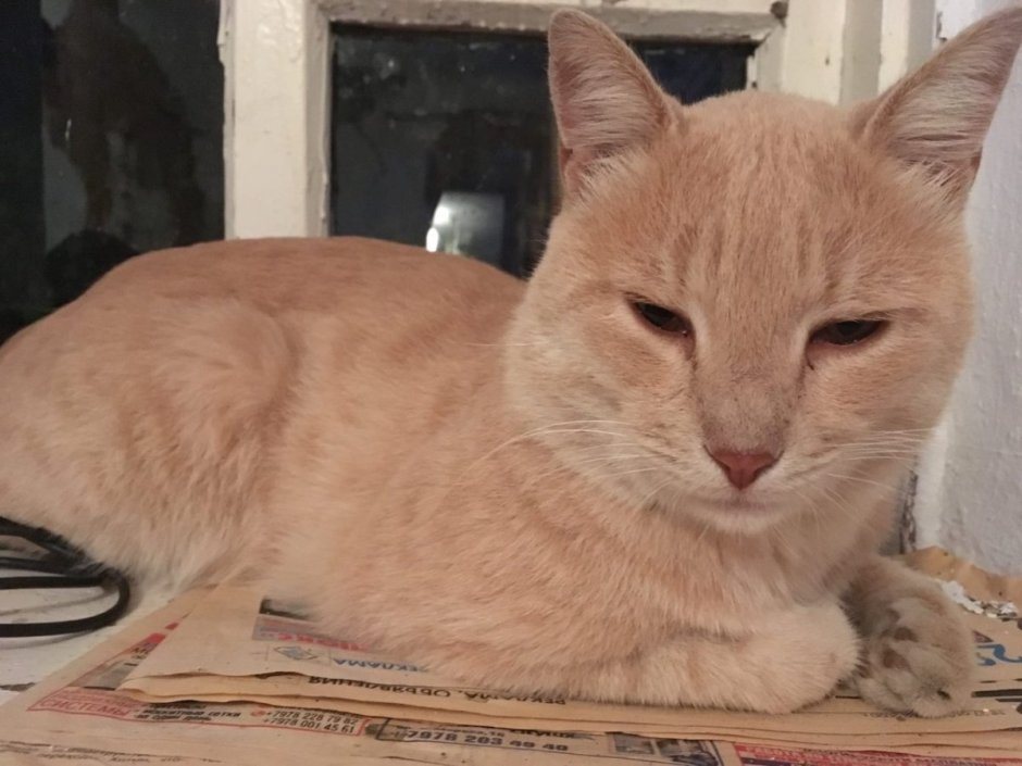 Персиковый котенок на природе