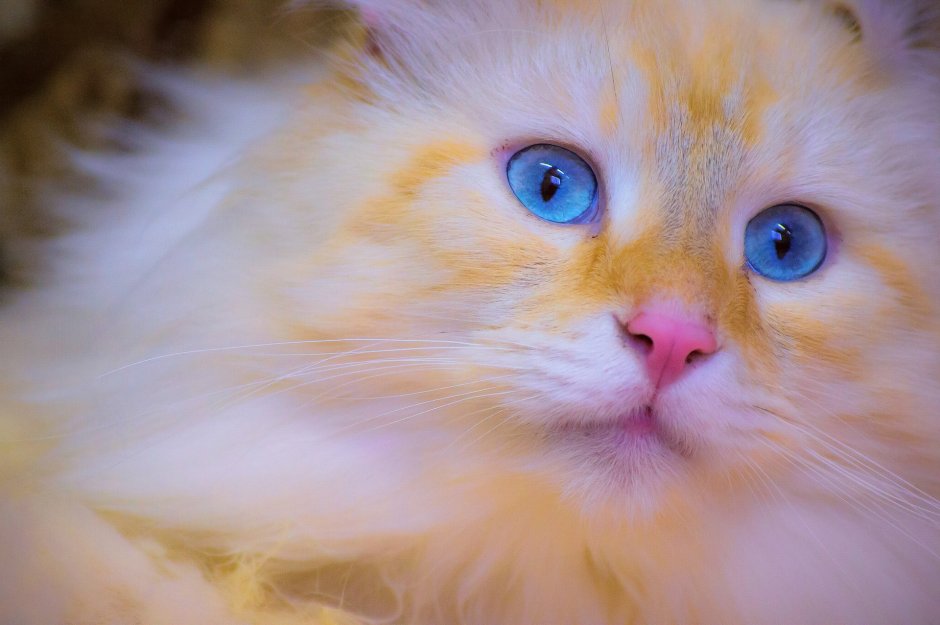 Котика милого настоящего