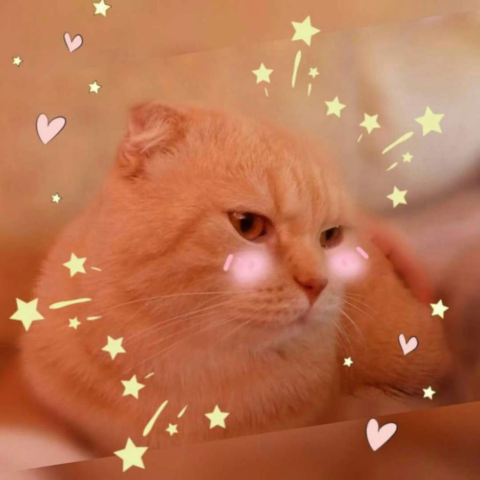 Персиковый котик