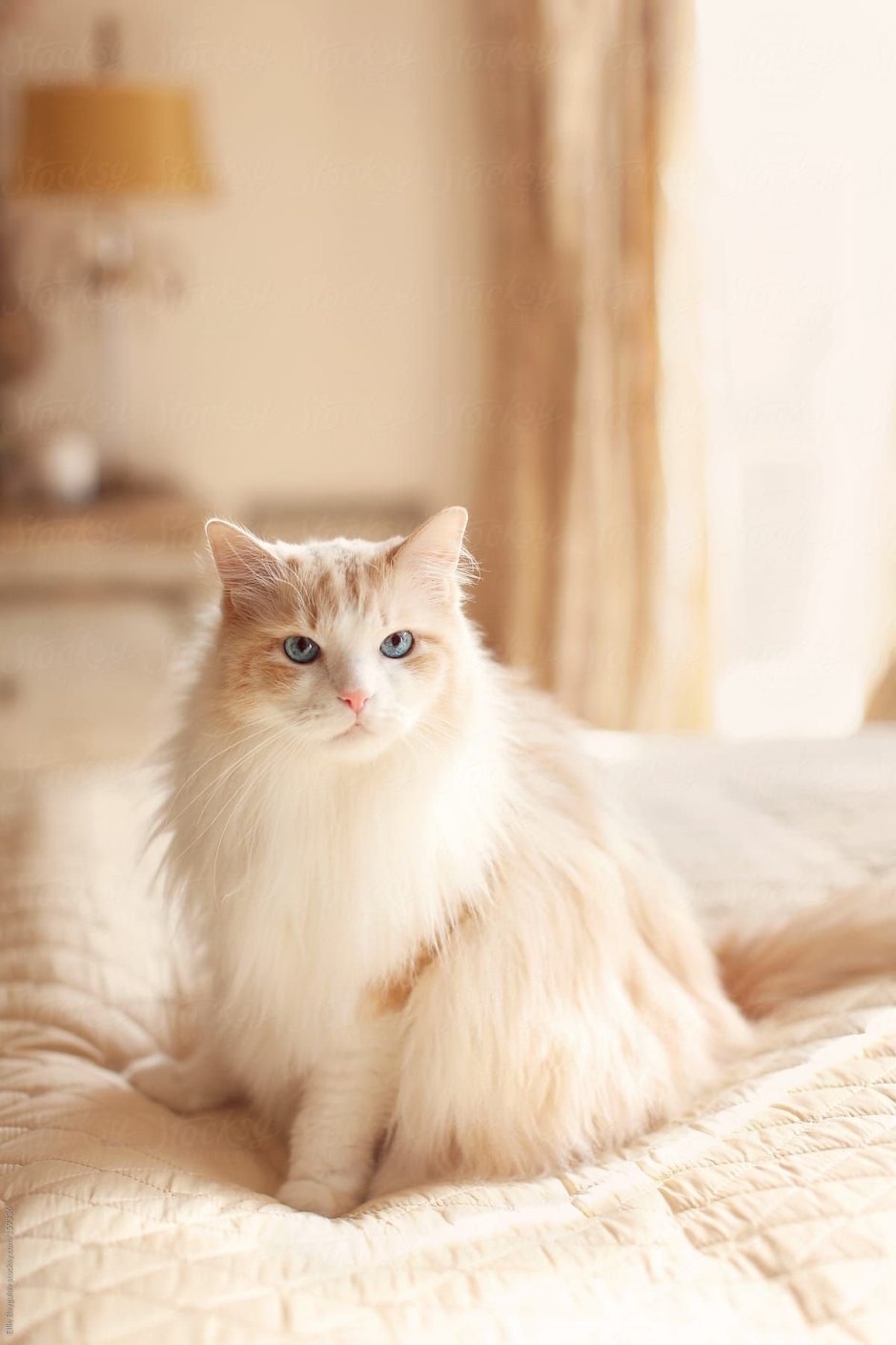Сибирская персиковая кошка