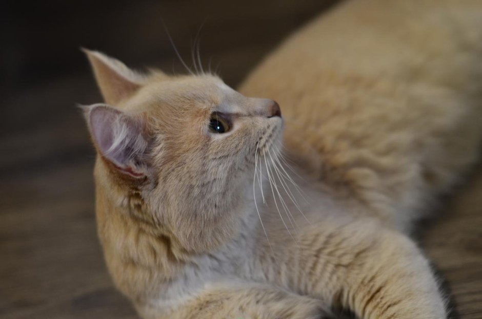 Коты персики