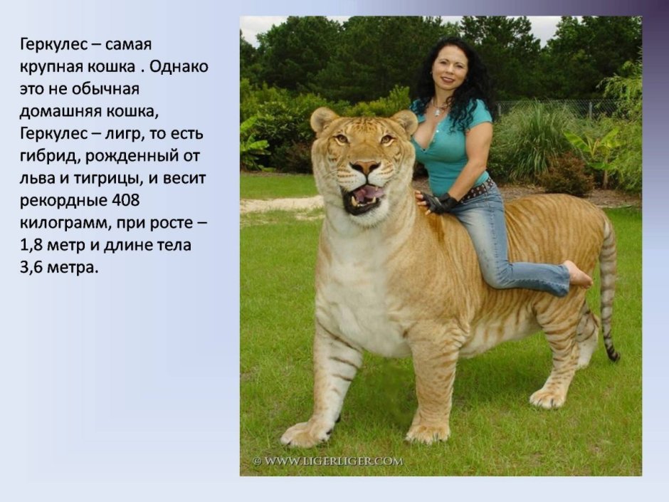 Геркулес Лигр рост