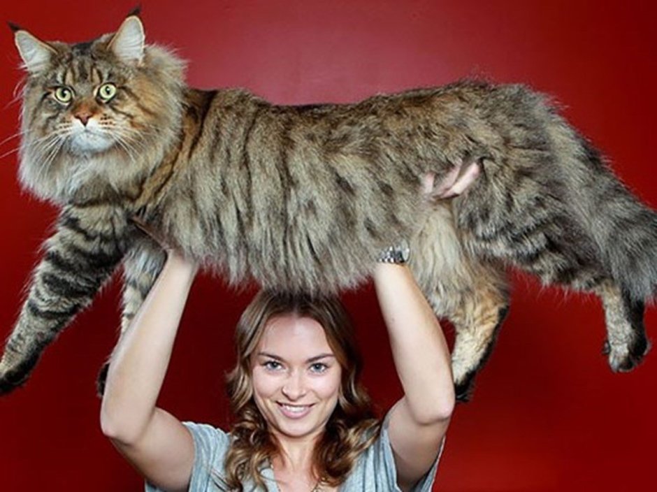 Мейн кун Стьюи