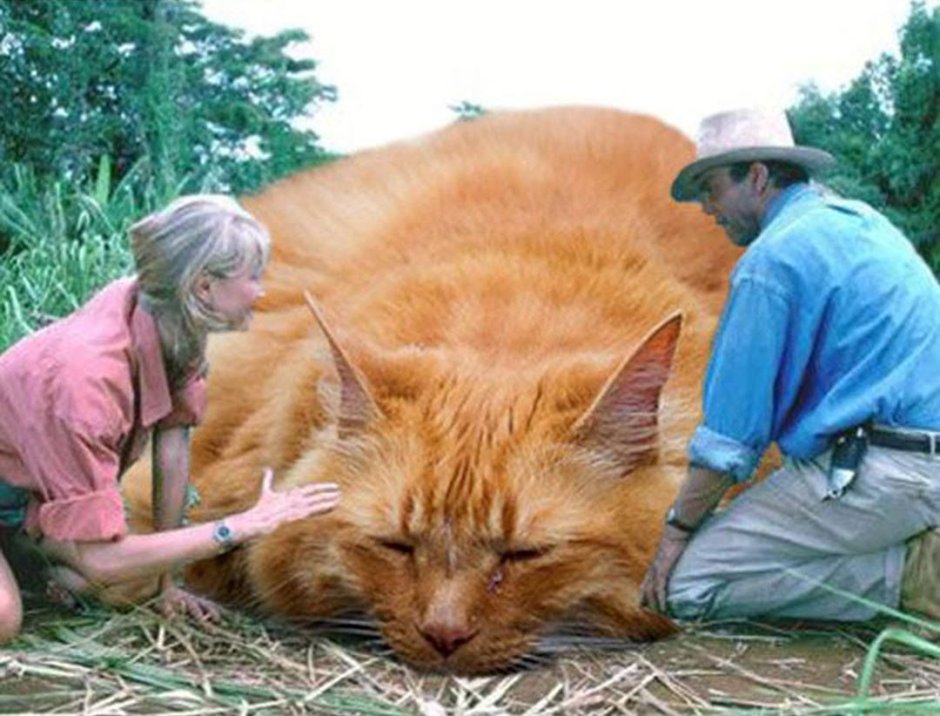 Кошки гиганты