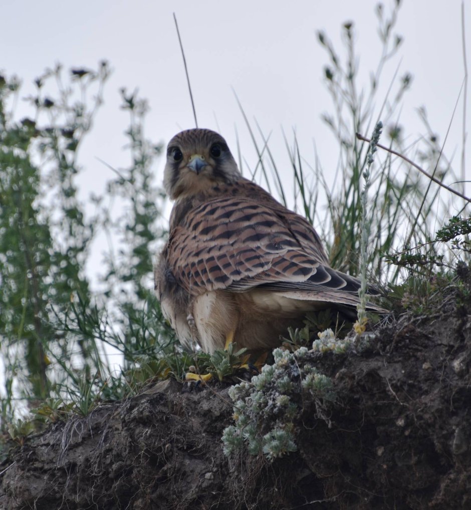 Hobby Falco Subbuteo Fly
