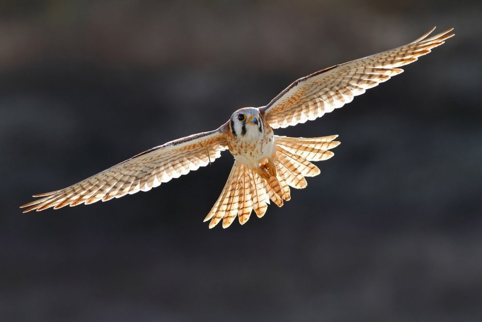 Кречет Falco rusticolus