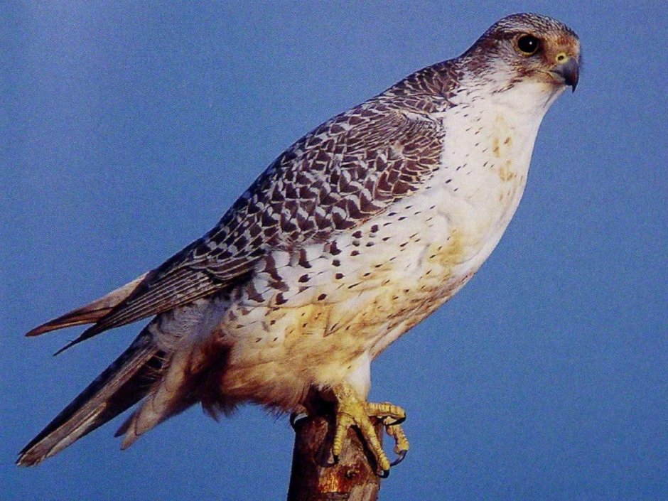 Дербник (Falco columbarius)
