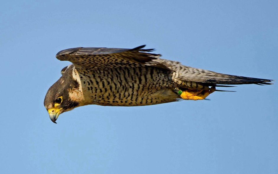 Сапса́н Falco peregrinus