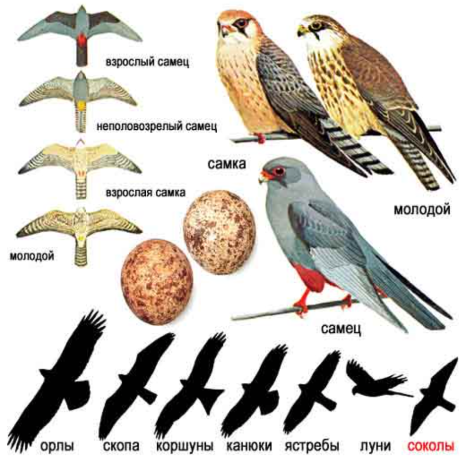 Milvago chimachima