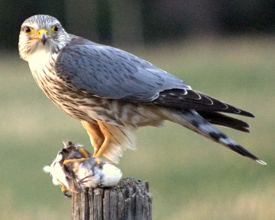 Кречет - Falco rusticolus Linnaeus