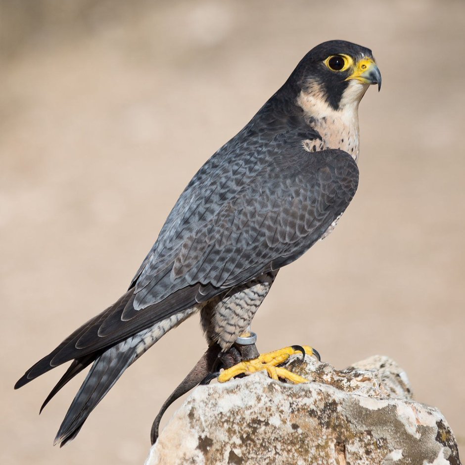 Сапсан Falco peregrinus