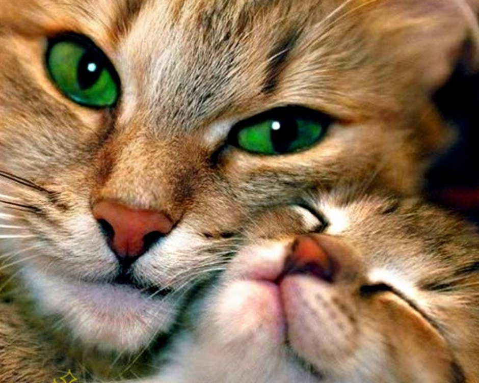 Кошка с котятами