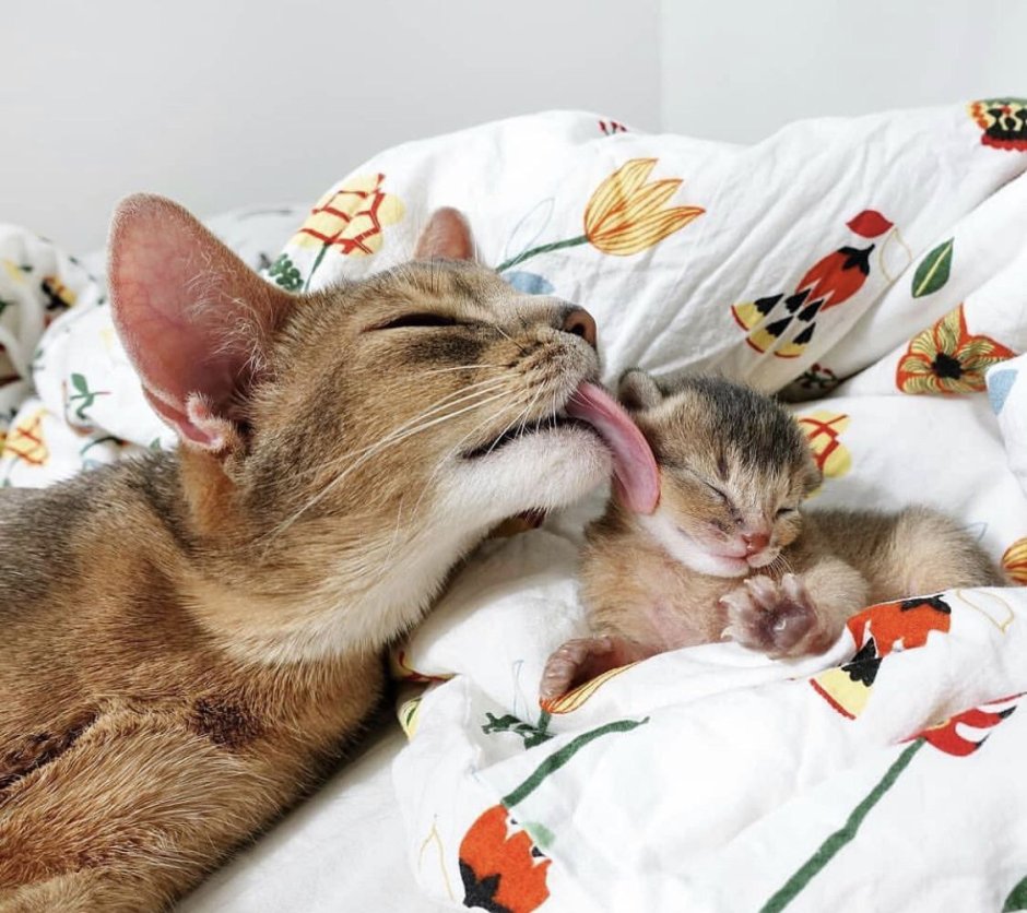 Котенок и мама кошка