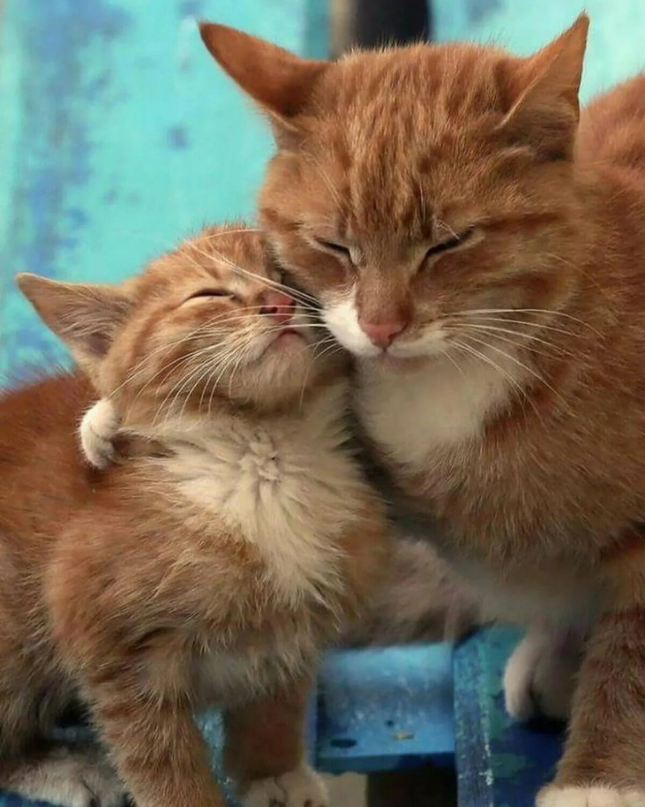 Кошка с котятами