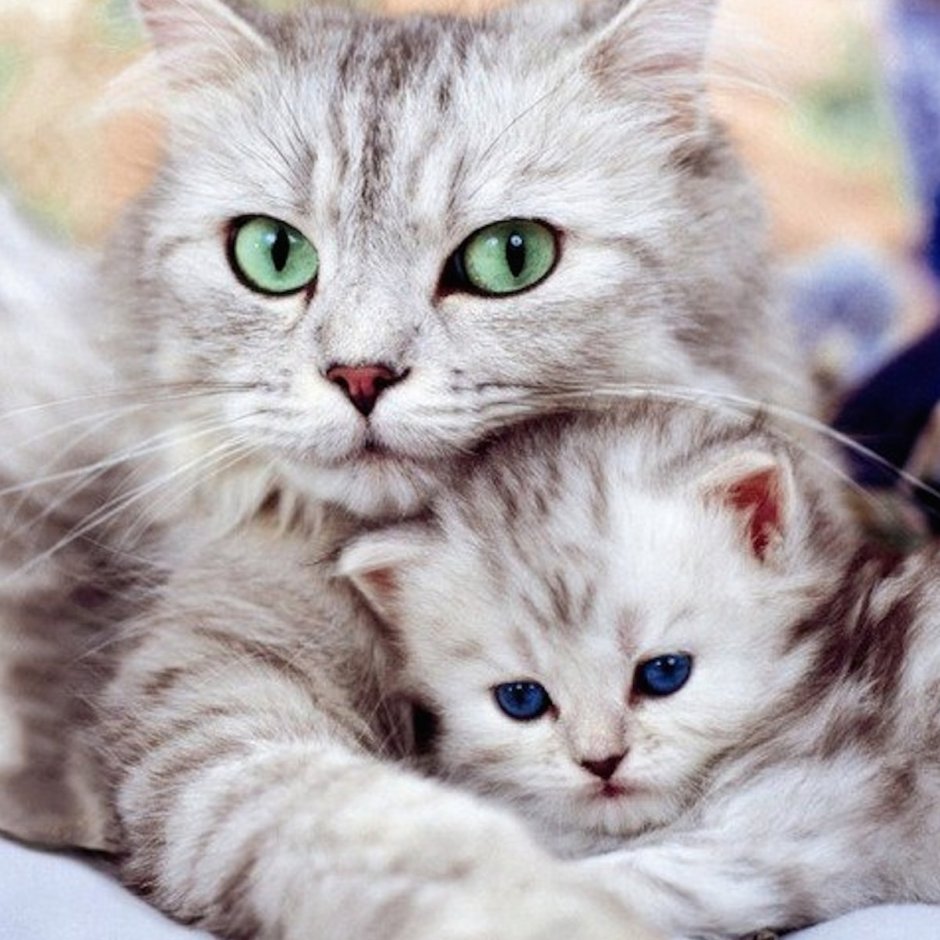 Красивые котята
