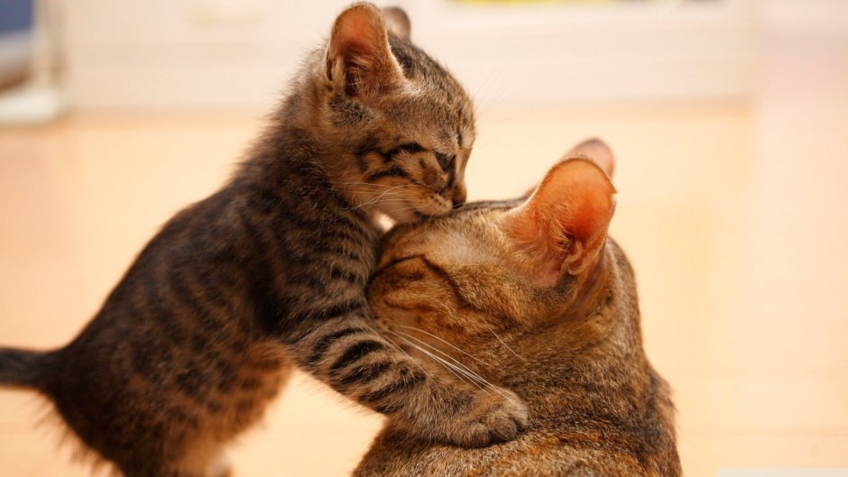 Кошки обнимашки