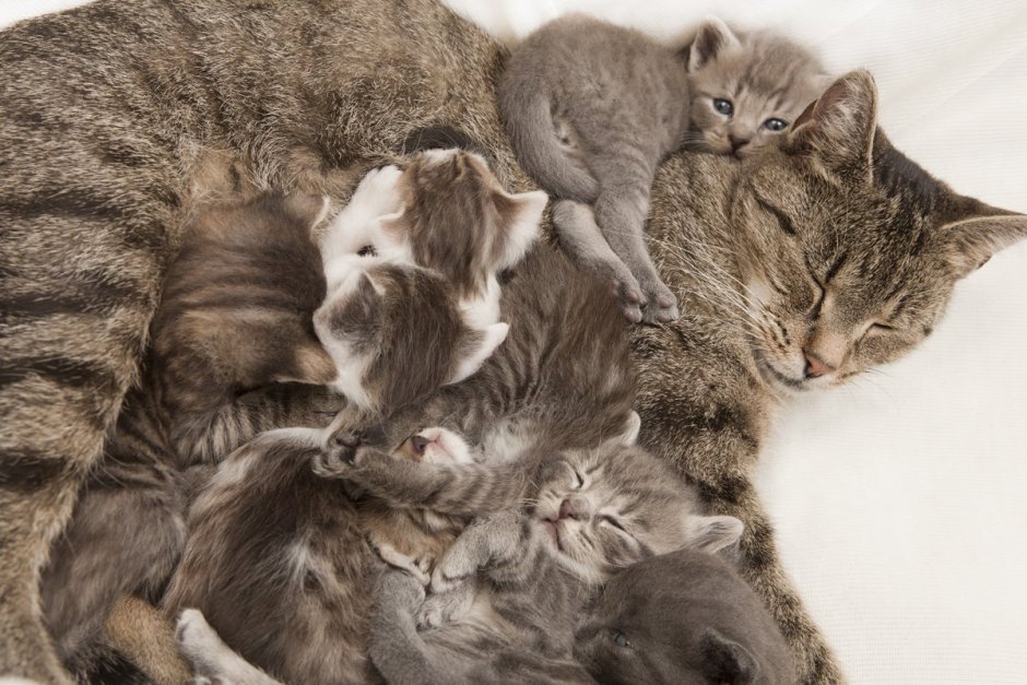Мама кошка и много котят