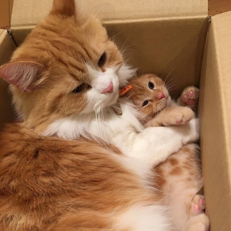 Мама кошка
