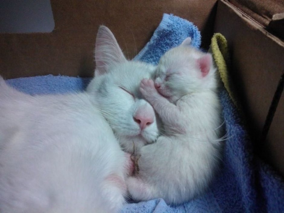 Котики обнимаются