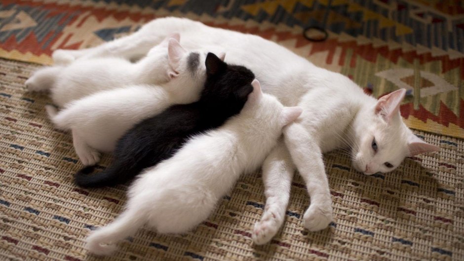Белая кошка с котятами