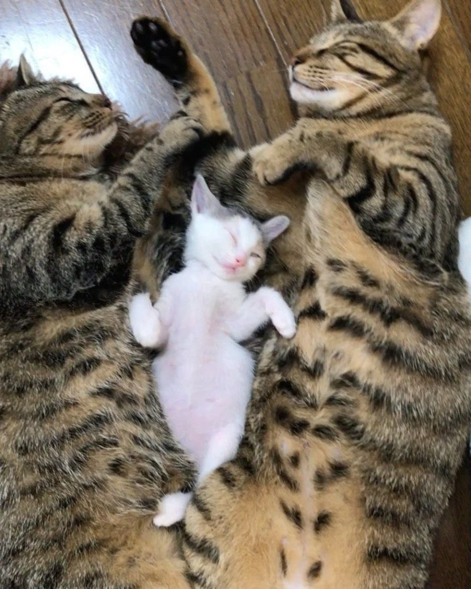 Котята с мамой и папой