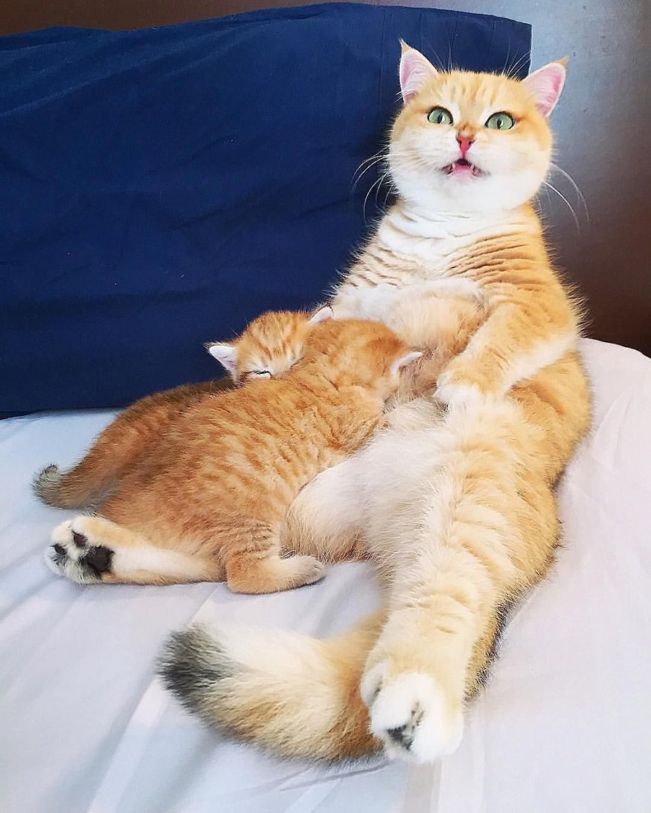 Рыжая кошка с котятами