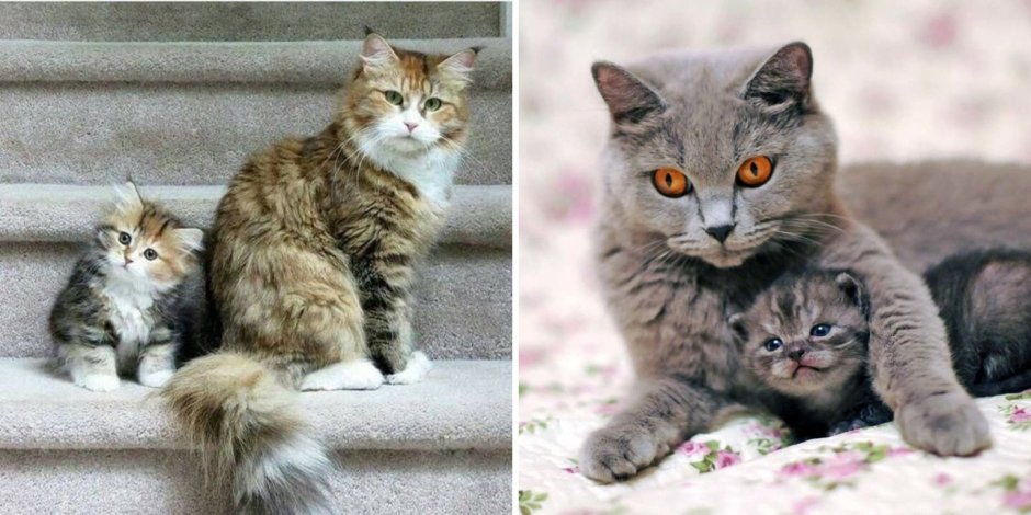 Мама кошка и котенок копия