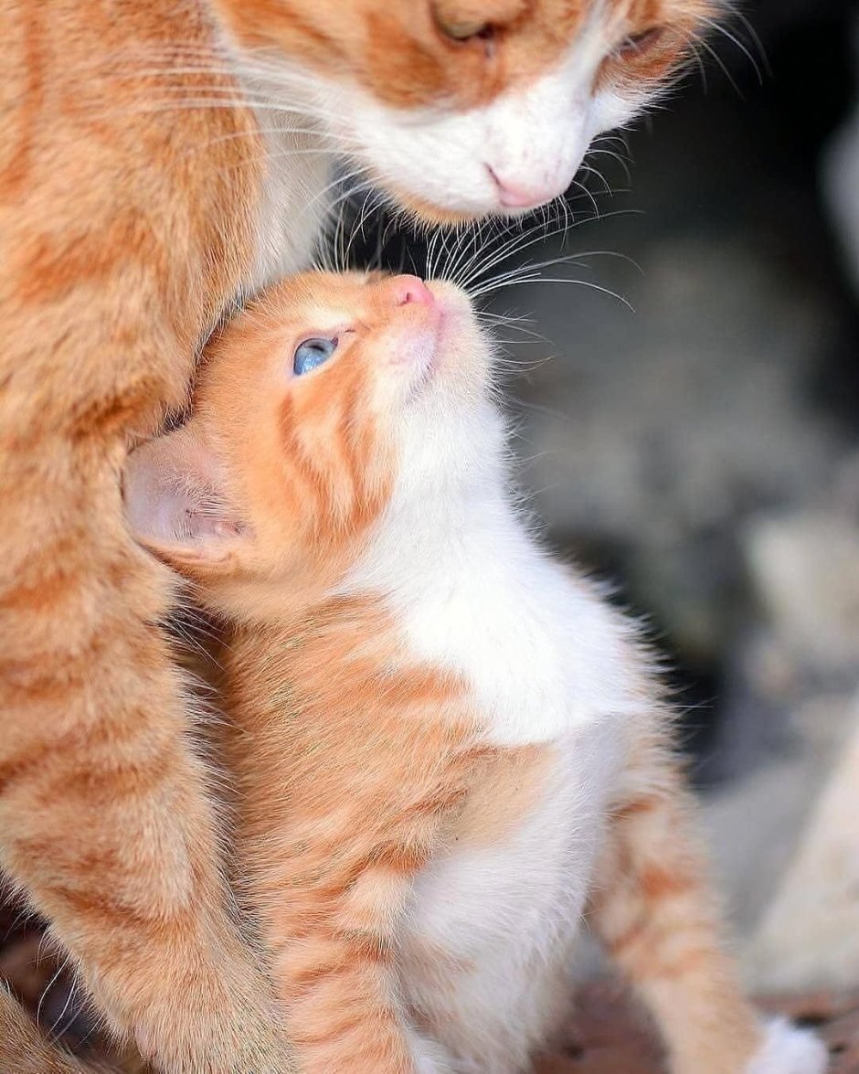 Рыжая кошка с котятами