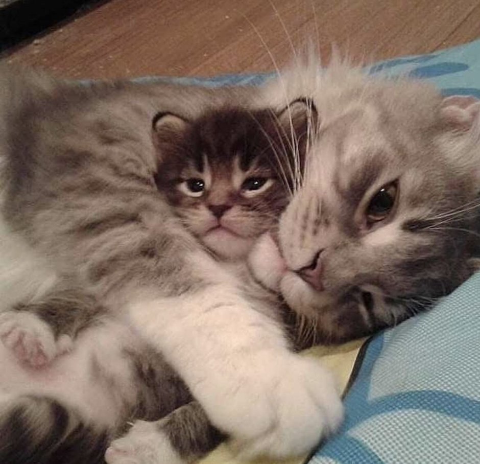 Котята с мамой