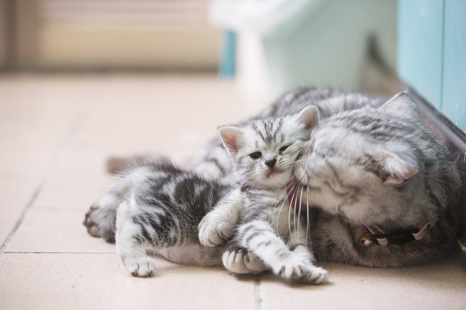 Маленькие котята с мамой