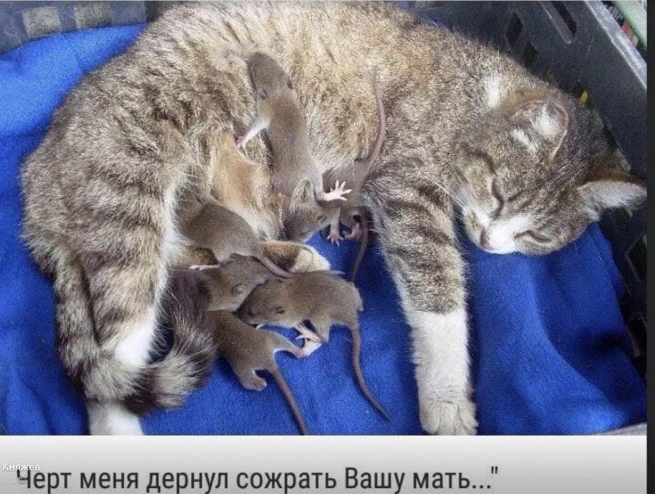 Кошка выкормила мышат
